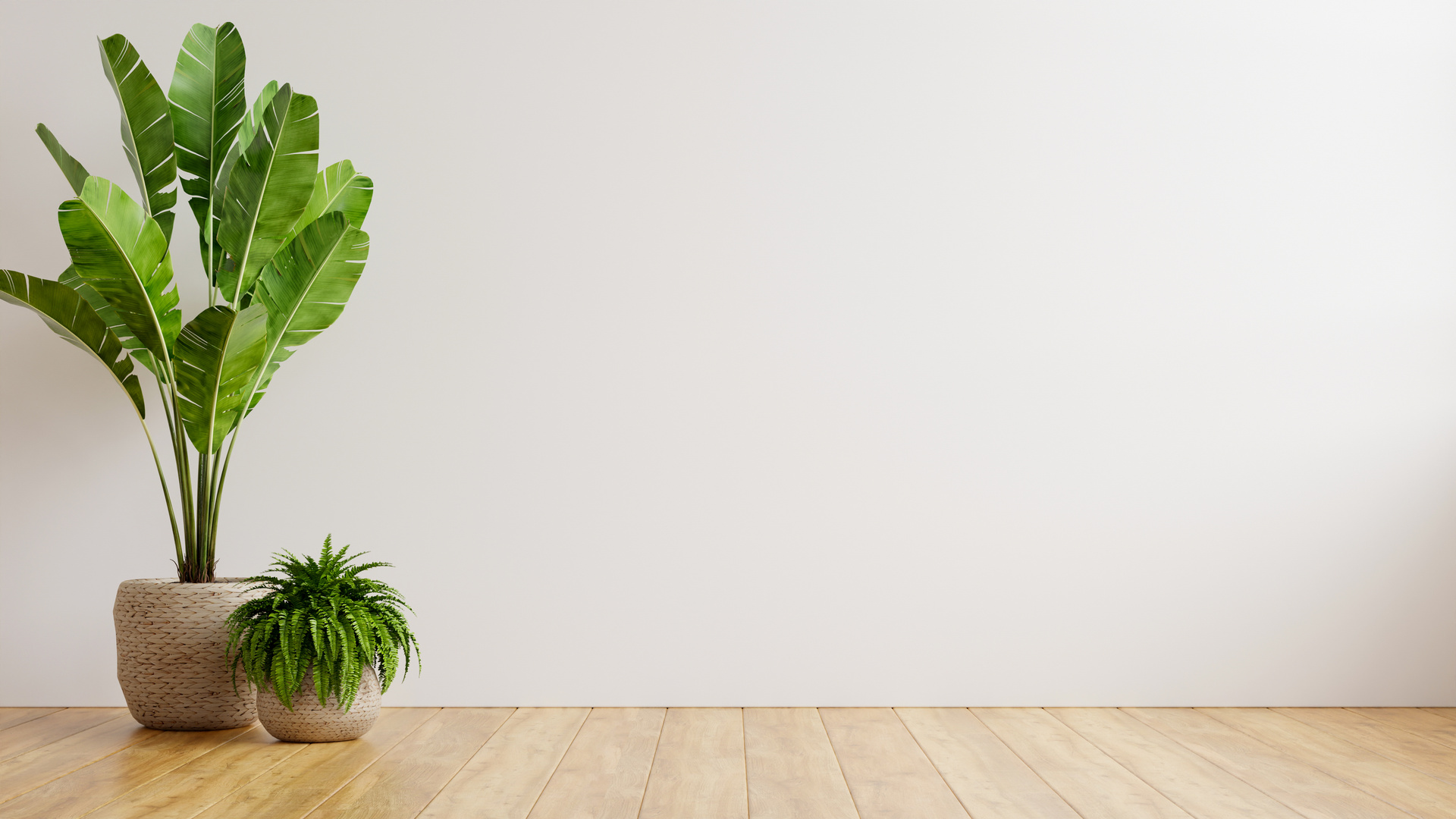 White Wall Empty Room with Plants on a Floor.