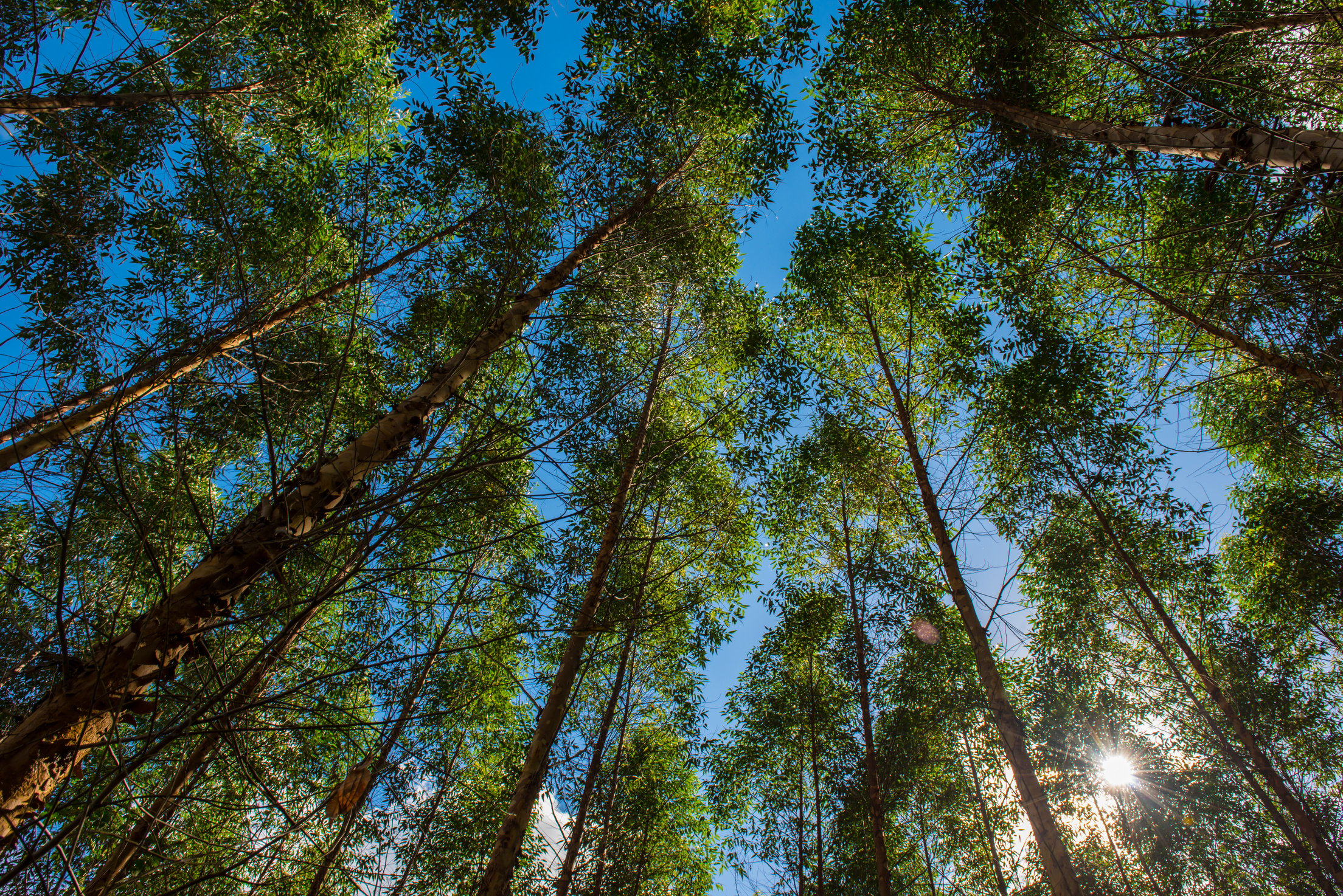 Eucalyptus Reforestation